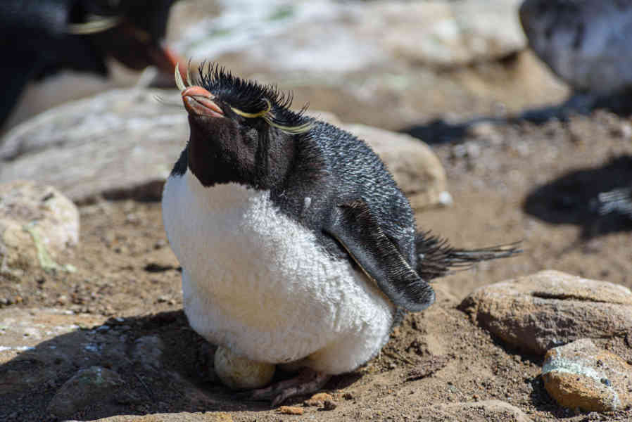 Pingüino Rockhopper - islas Falkland o Malvinas 34.jpg